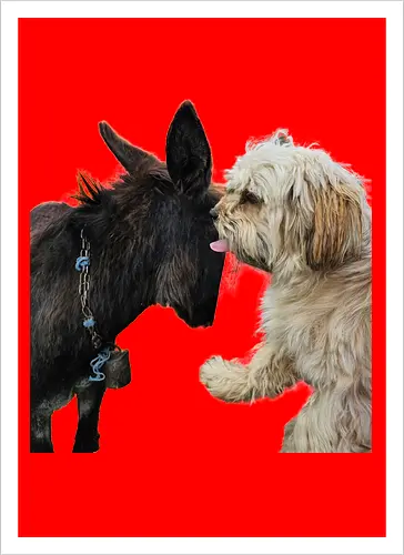 Donkey my Ass