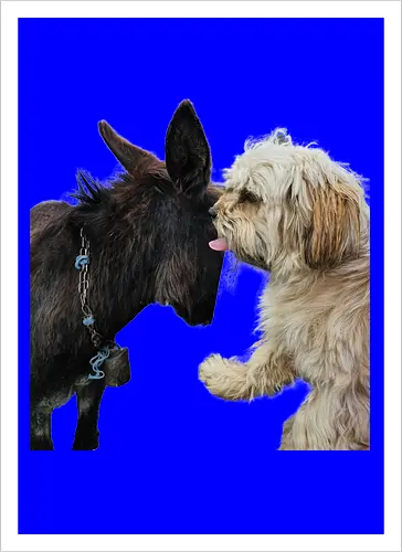 Donkey my Ass