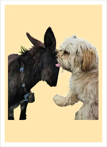 Donkey my Ass