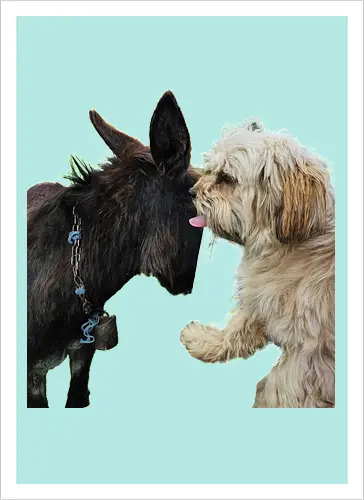 Donkey my Ass