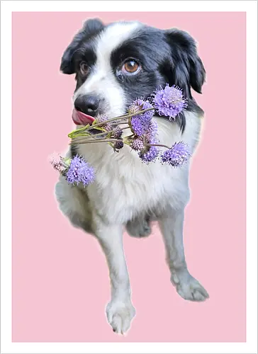 Flower Power