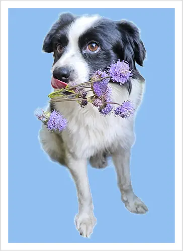 Flower Power