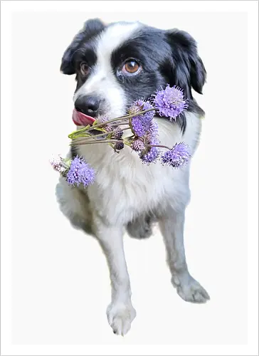 Flower Power