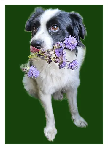 Flower Power