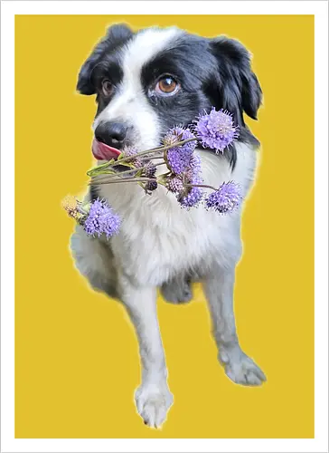 Flower Power
