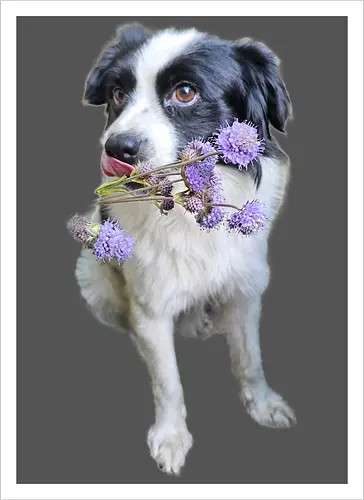 Flower Power