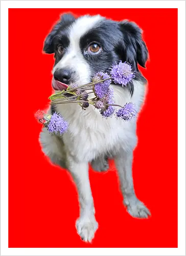 Flower Power