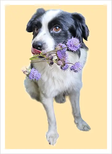 Flower Power