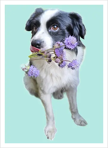 Flower Power