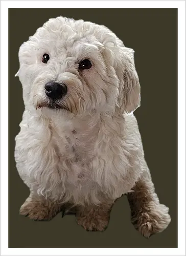 Gimme Gimme