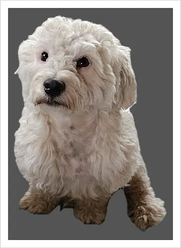 Gimme Gimme