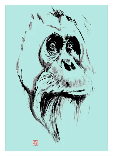 orangutan