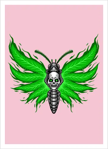 curse moth 