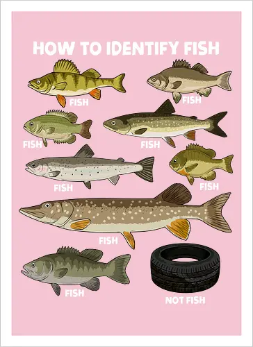 How to Indetify Fish