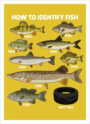 How to Indetify Fish