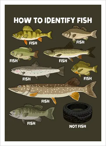 How to Indetify Fish