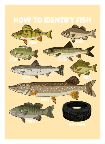 How to Indetify Fish