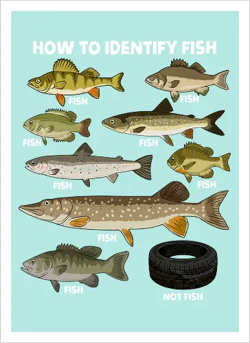 How to Indetify Fish