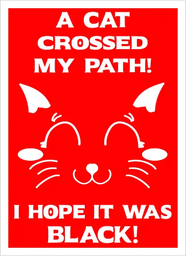 Eine schwarze Katze hat meinen Weg gekreuzt – ich liebe schwarze Katzen