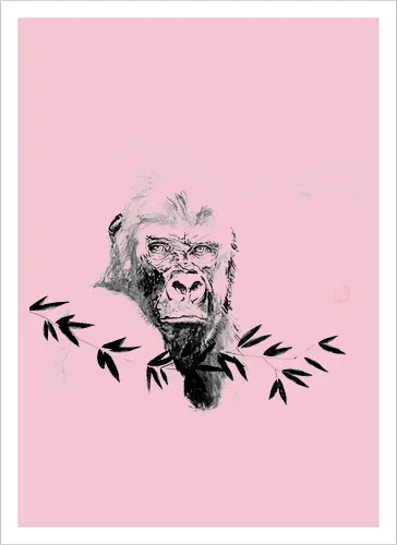 gorilla beringei beringei