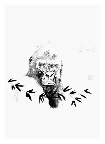 gorilla beringei beringei