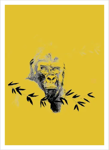 gorilla beringei beringei