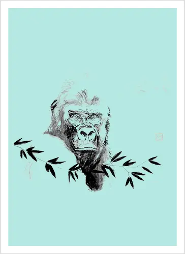 gorilla beringei beringei