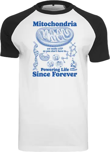 Mitochondria