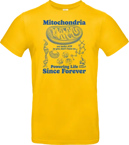 Mitochondria