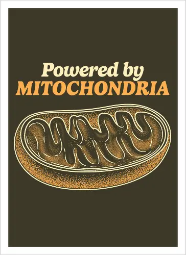 Powered by Mitochondria