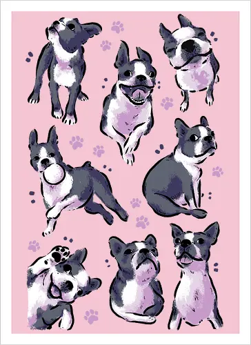 Boston Terrier Love White