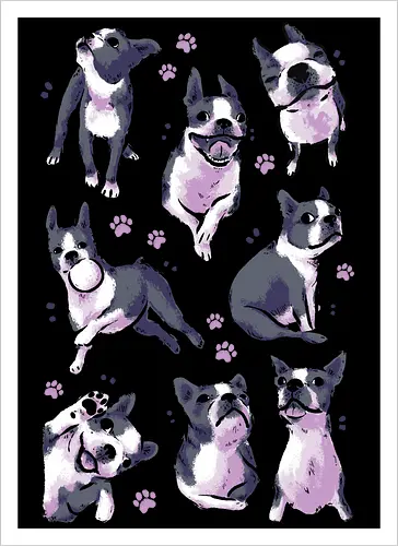 Boston Terrier Love White