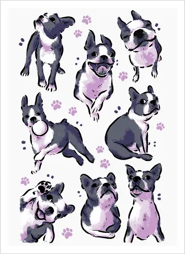 Boston Terrier Love White