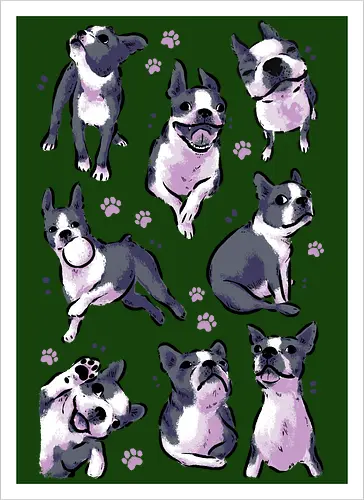 Boston Terrier Love White