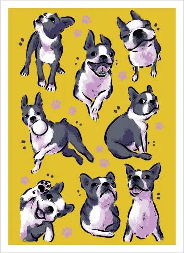 Boston Terrier Love White