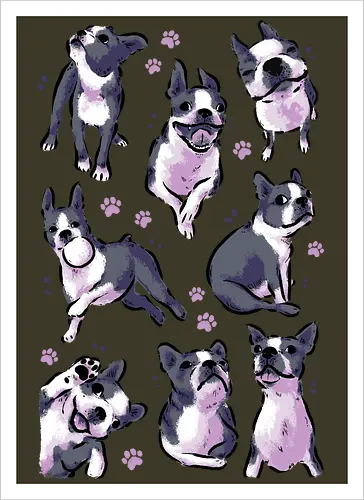 Boston Terrier Love White