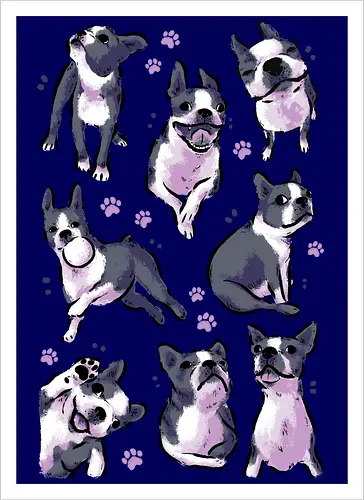 Boston Terrier Love White