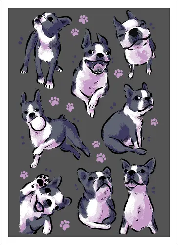 Boston Terrier Love White