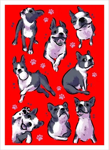 Boston Terrier Love White