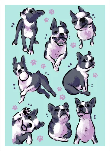 Boston Terrier Love White