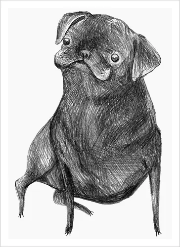 Der Kleine Gentleman Mit Dem Neugierigen Blick - Mops, süßer Hund, schwarzer Hund, süßes Tier, Tierkunst, Bleistiftzeichnung, Illustration, Hundeliebhaber, Haustier, Tierportrait, minimalistische Kunst, kleiner Hund, Schwarzweißkunst, neugieriger Hund, Hundekunst - Artprint