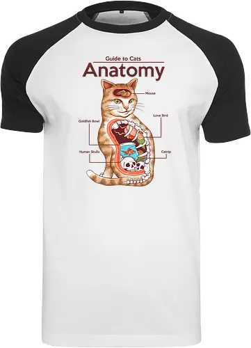 Anatomy of a Cat