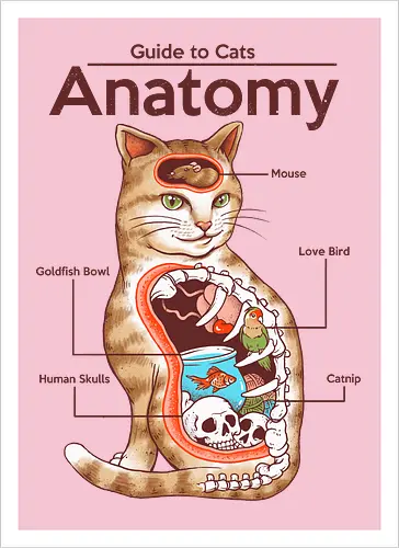 Anatomy of a Cat