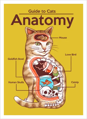 Anatomy of a Cat