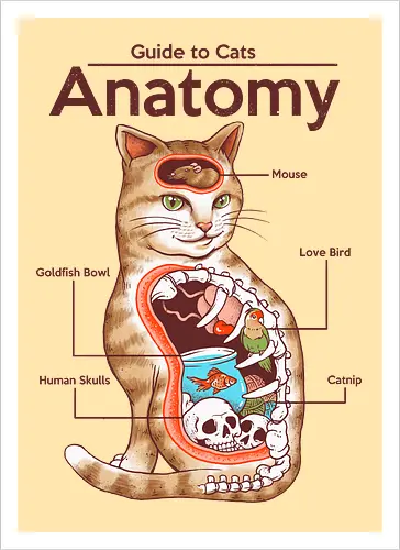 Anatomy of a Cat