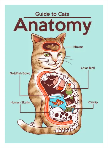 Anatomy of a Cat