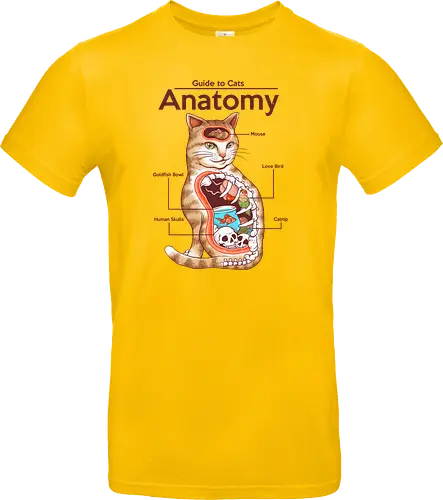 Anatomy of a Cat