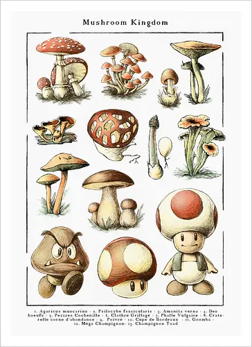 Mushroom Kingdom