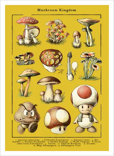 Mushroom Kingdom