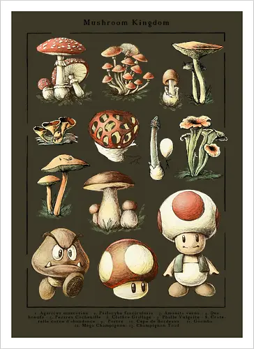Mushroom Kingdom